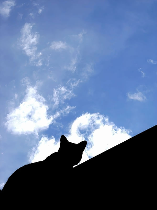 BLACK CAT OVER BLUE SKY