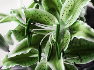 LIRIO VERDE MACRO