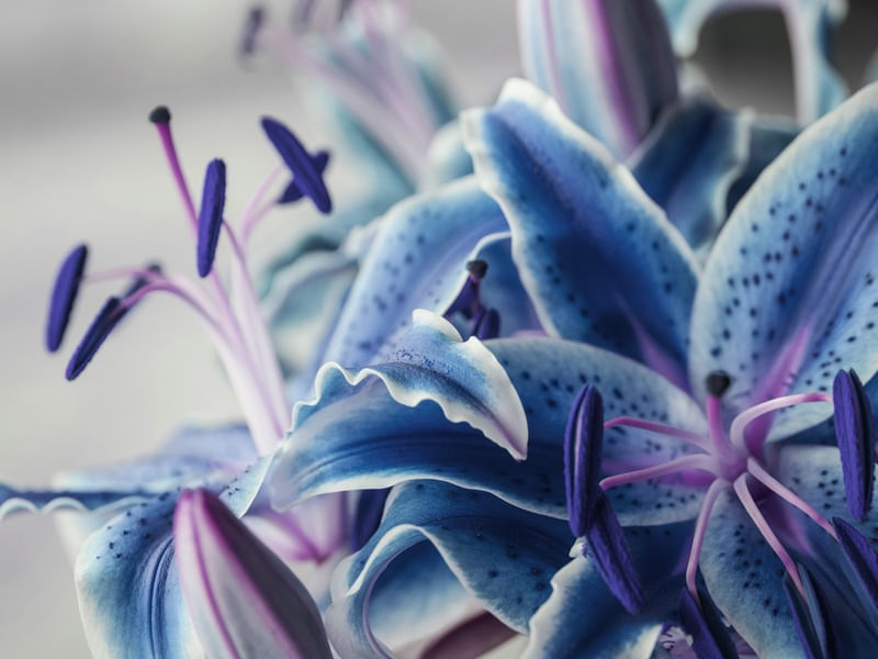 LIRIO AZUL MACRO 2