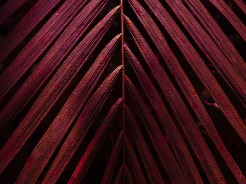 FOLHA ABSTRATA V