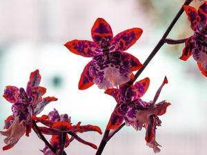 ORQUIDEA TIGRE VERMELHA