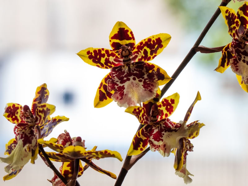 ORQUÍDEA TIGRE MACRO