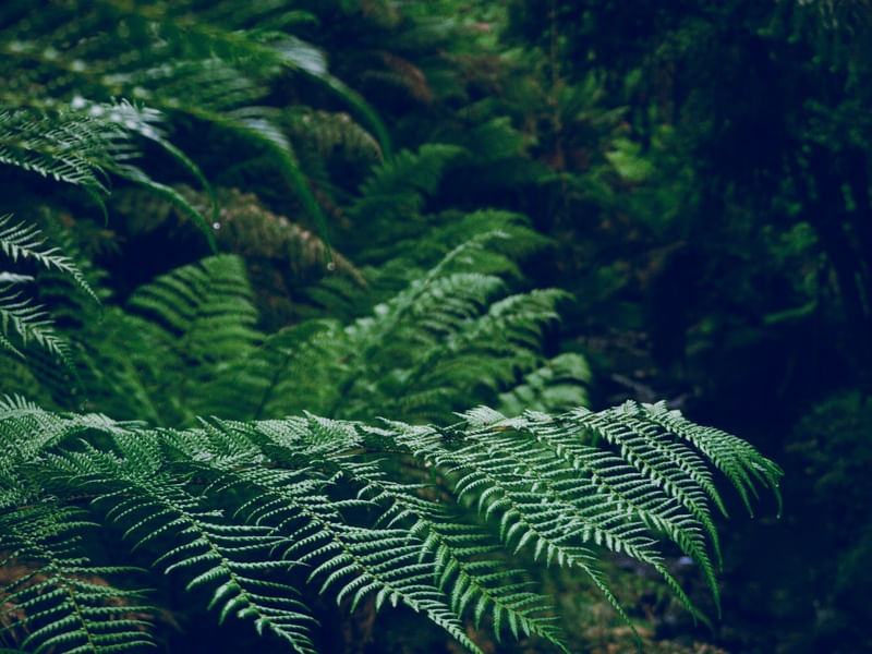 NATUREZA EM URUBICI SC 1