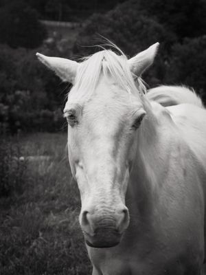 CAVALO EM URUBICI SANTA CATARINA 2