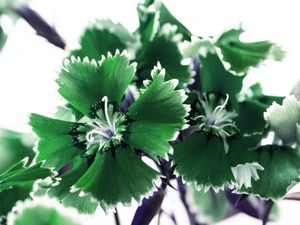 CRAVINA VERDE MACRO