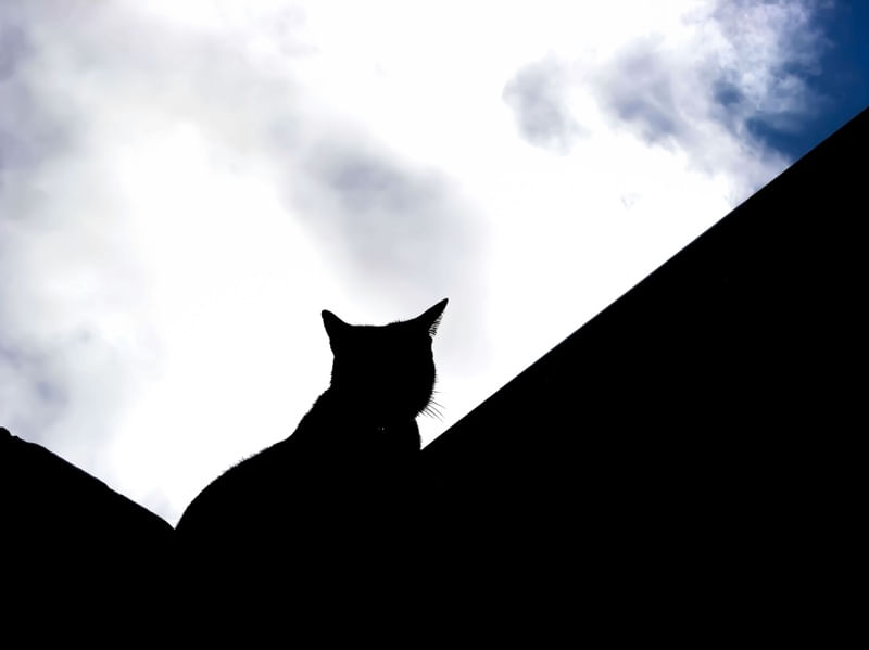 BLACK CAT OVER GREY SKY