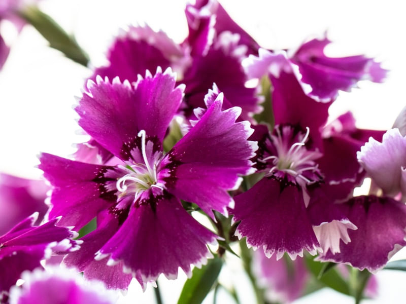 CRAVINA ROSA MACRO
