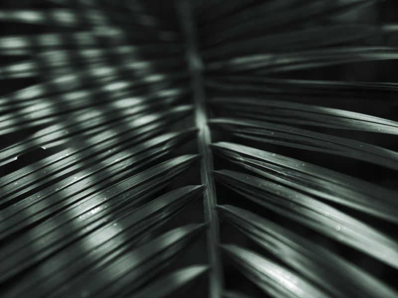 LUZ SOBRE O VERDE