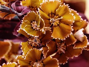 CRAVINA LARANJA MACRO