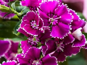 CRAVINA ROSA MACRO 2