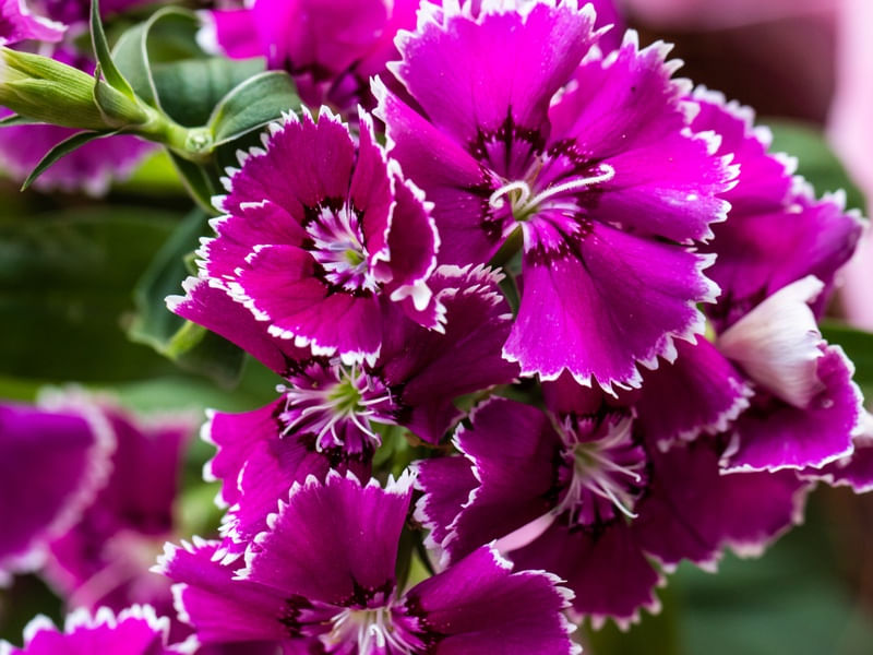 CRAVINA ROSA MACRO 2