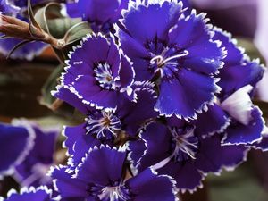 CRAVINA AZUL MACRO