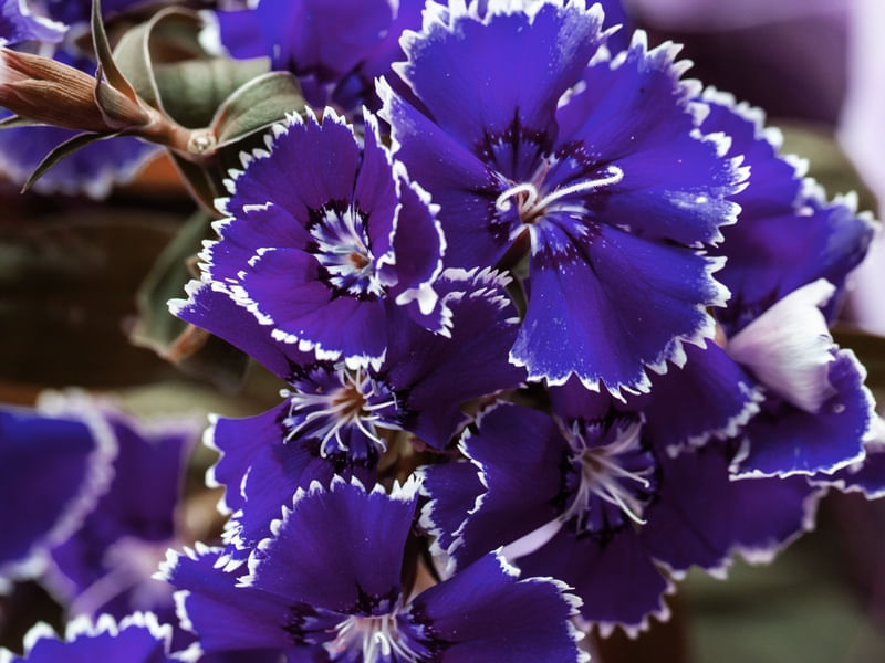 CRAVINA AZUL MACRO
