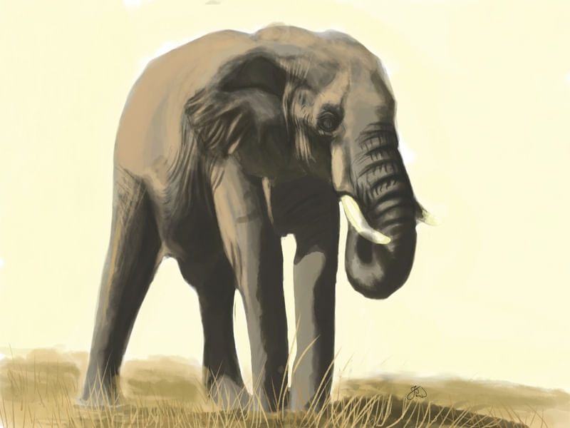 ELEFANTE SOZINHO