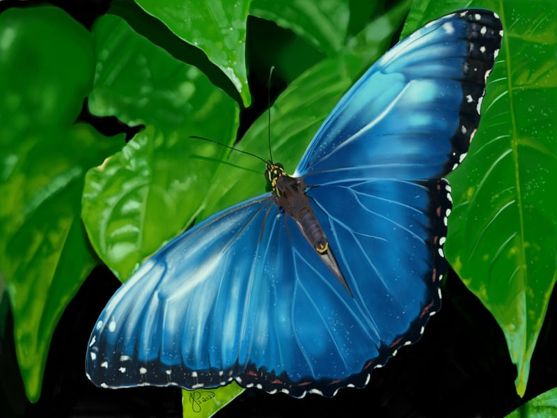 BORBOLETA SERENA
