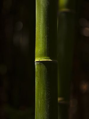 CLOSE BAMBOO