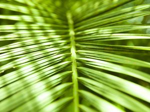 CLOSE VERDE