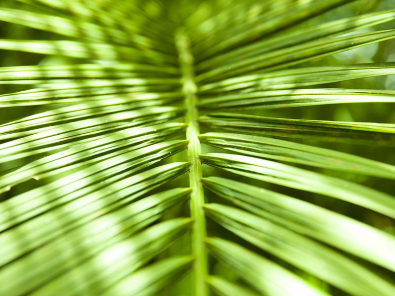 CLOSE VERDE