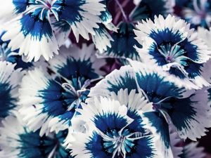 CRAVINA AZUL MACRO 2