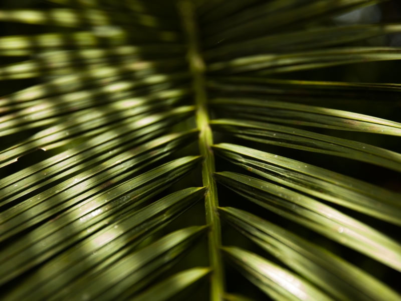 LUZ NATURAL E A FOLHA