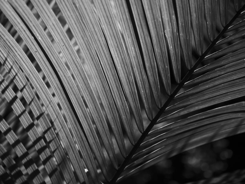 FORMAS E ABSTRATOS I