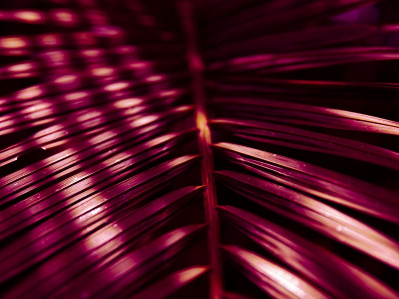 TROPICAL PINK I