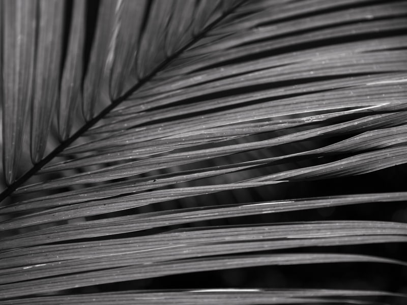 FORMAS E ABSTRATOS