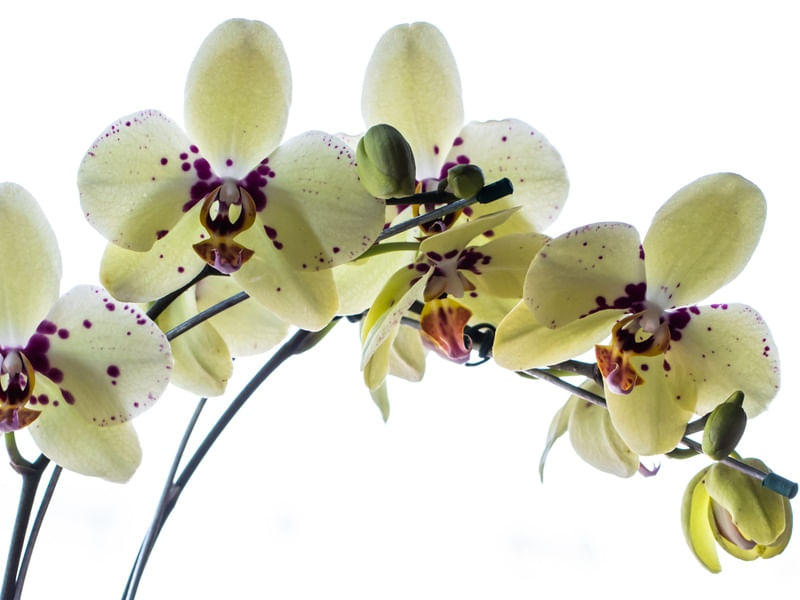 ORQUÍDEA AMARELA 2 HASTES