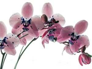 ORQUÍDEA ROSA 2 HASTES