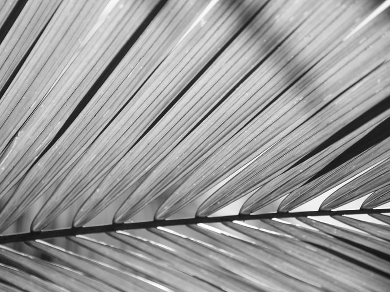 FOLHAS E ABSTRATOS