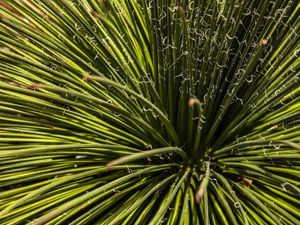 PLANTAS 1