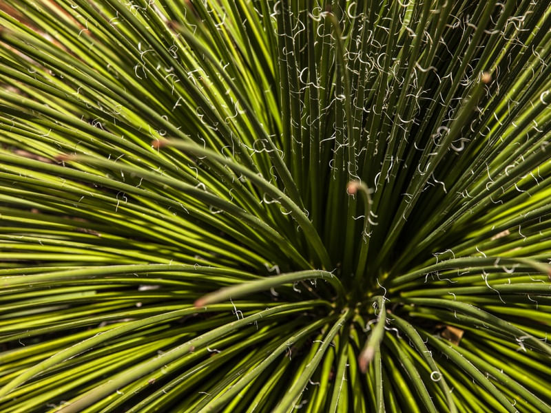 PLANTAS 1