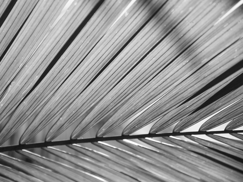 LINHAS E ABSTRATOS