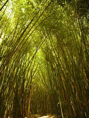 FLORESTA BAMBOO