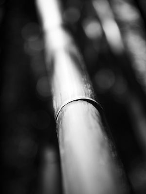 BAMBOO PB