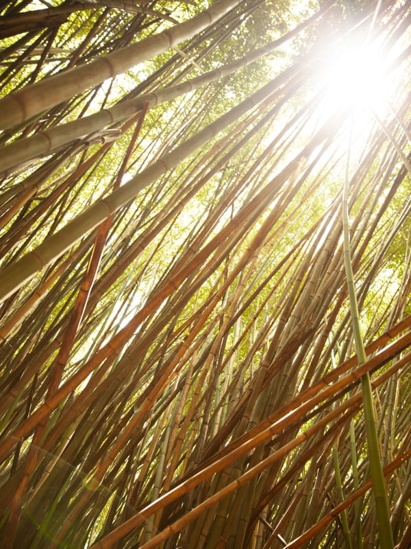 A FLORESTA DE BAMBUS