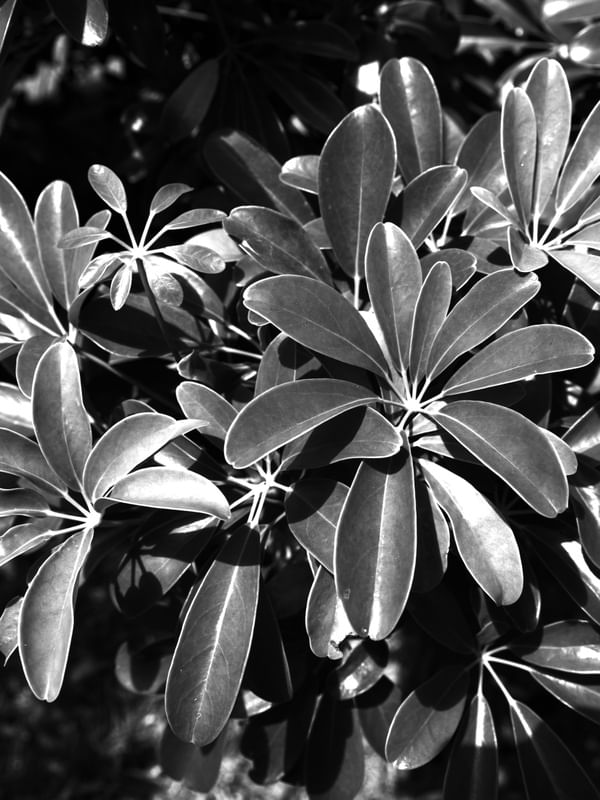 FLORA PB II
