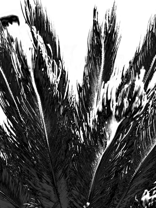 BLACK PLANT I