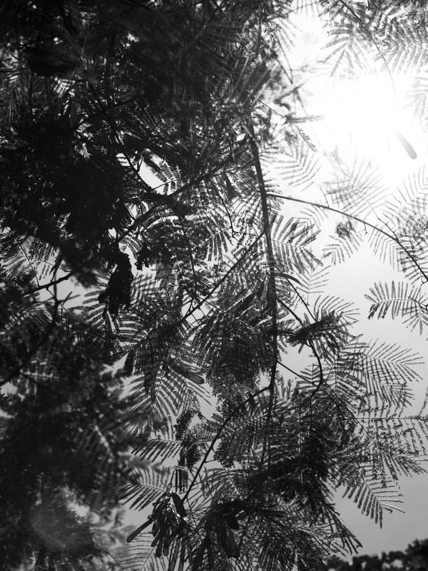 SILHUETA DAS FOLHAS