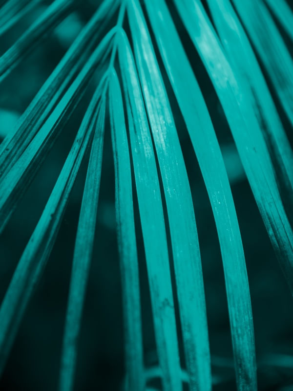 VERDE JADE