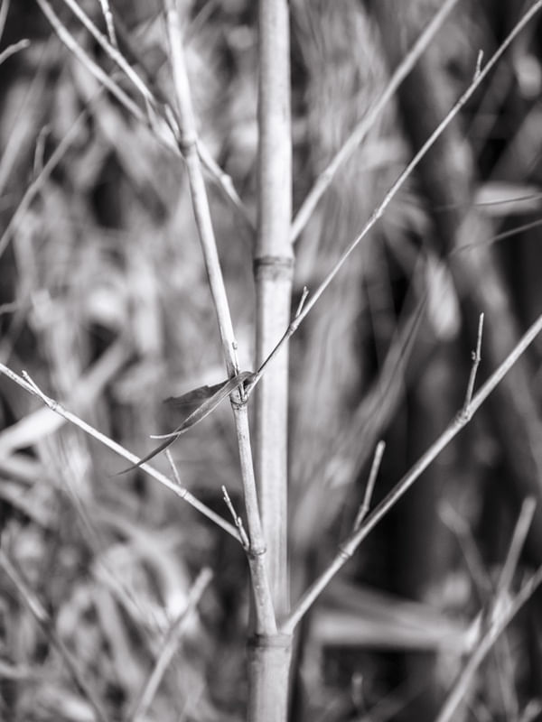 CLOSE NATUREZA