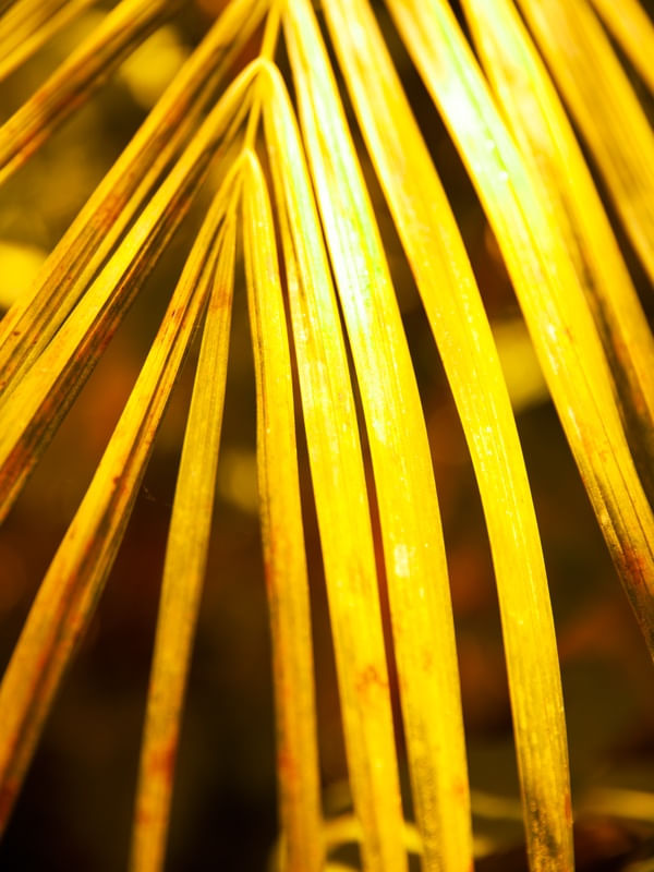 YELLOW LEAF
