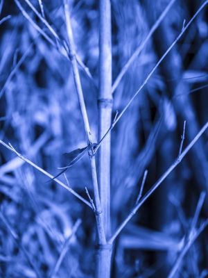 DETALHE BAMBO AZUL
