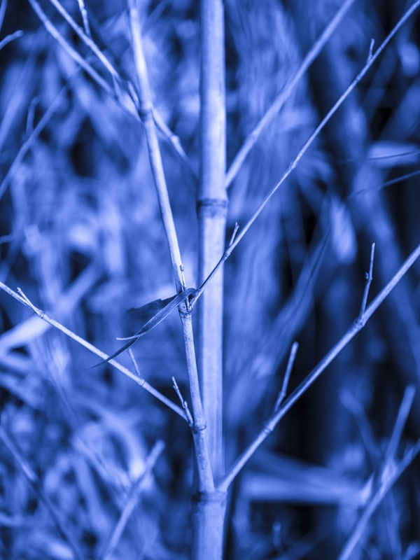 DETALHE BAMBO AZUL