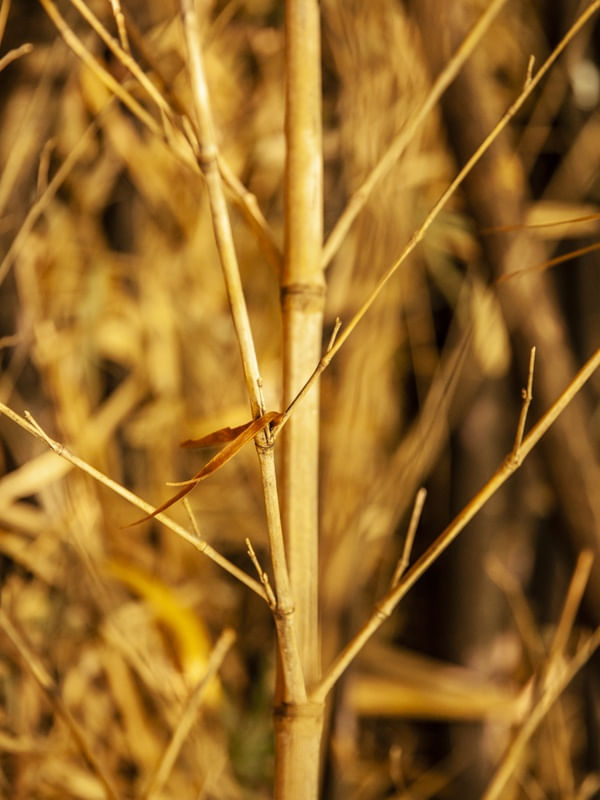 O BAMBOO
