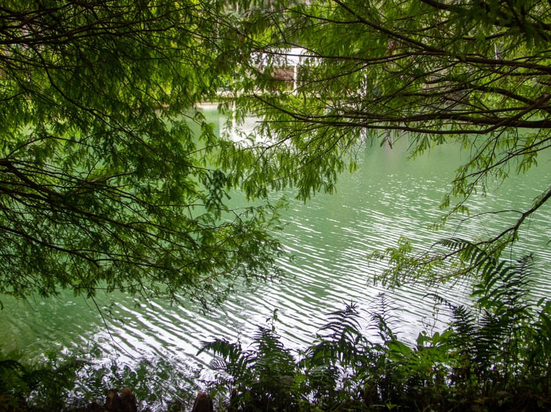 NATUREZA EM VERDE