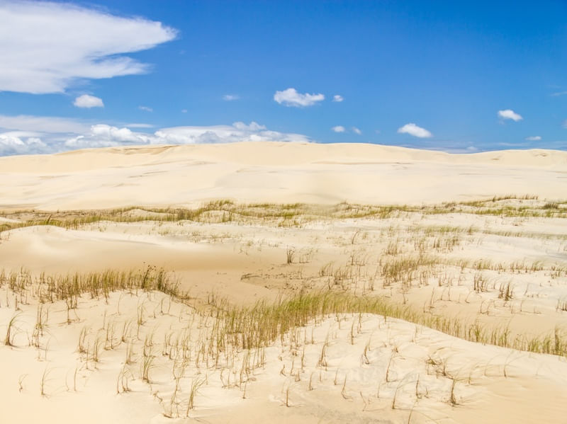 DUNAS E VEGETAÇÃO EM TAVARES, RIO GRANDE DO SUL