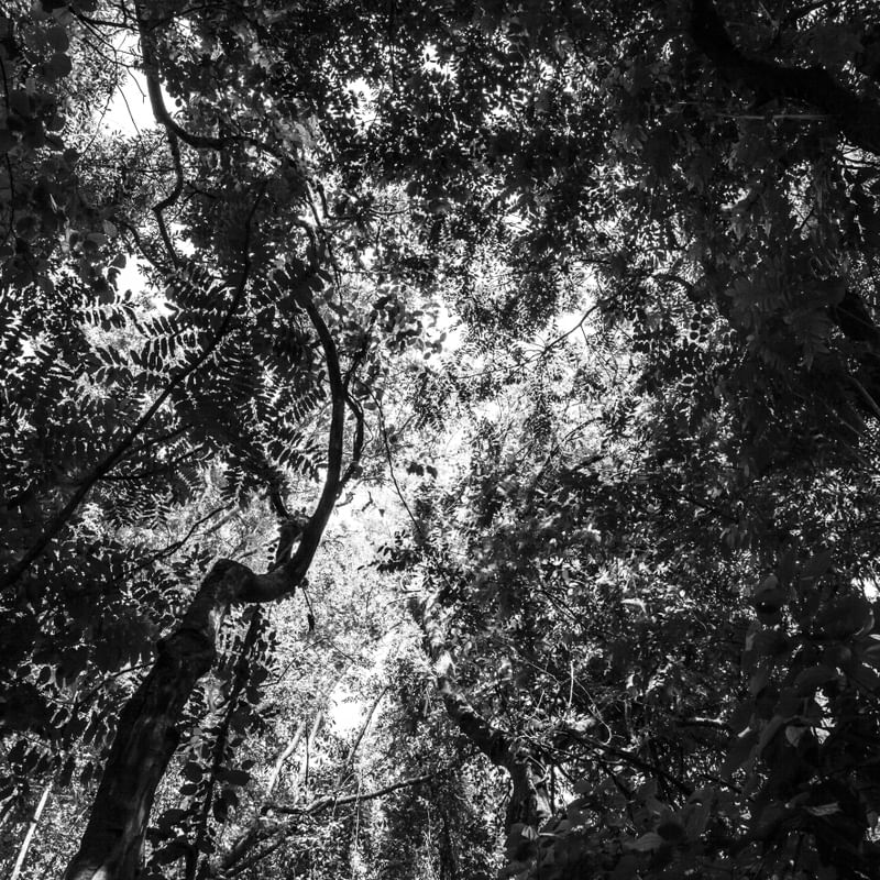 PAISAGEM FLORESTA