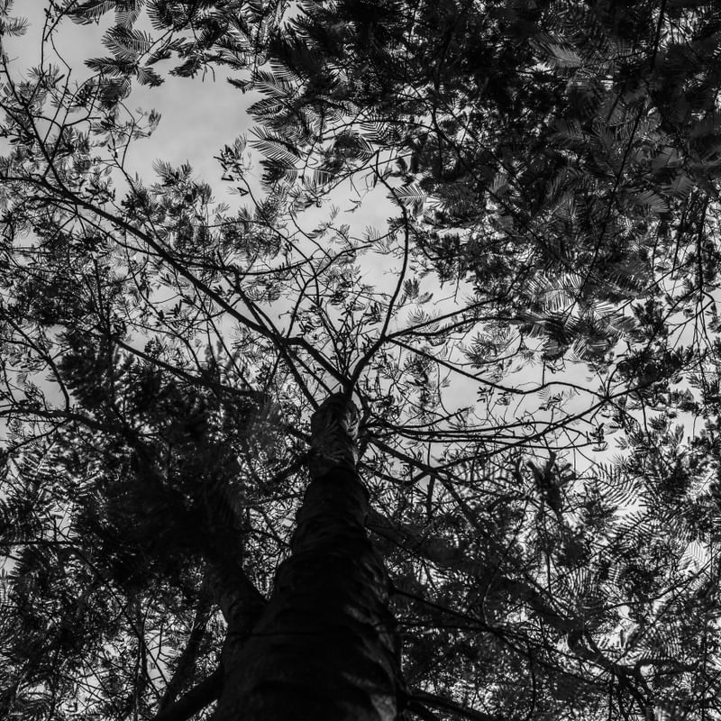 PAISAGEM DA FLORESTA I