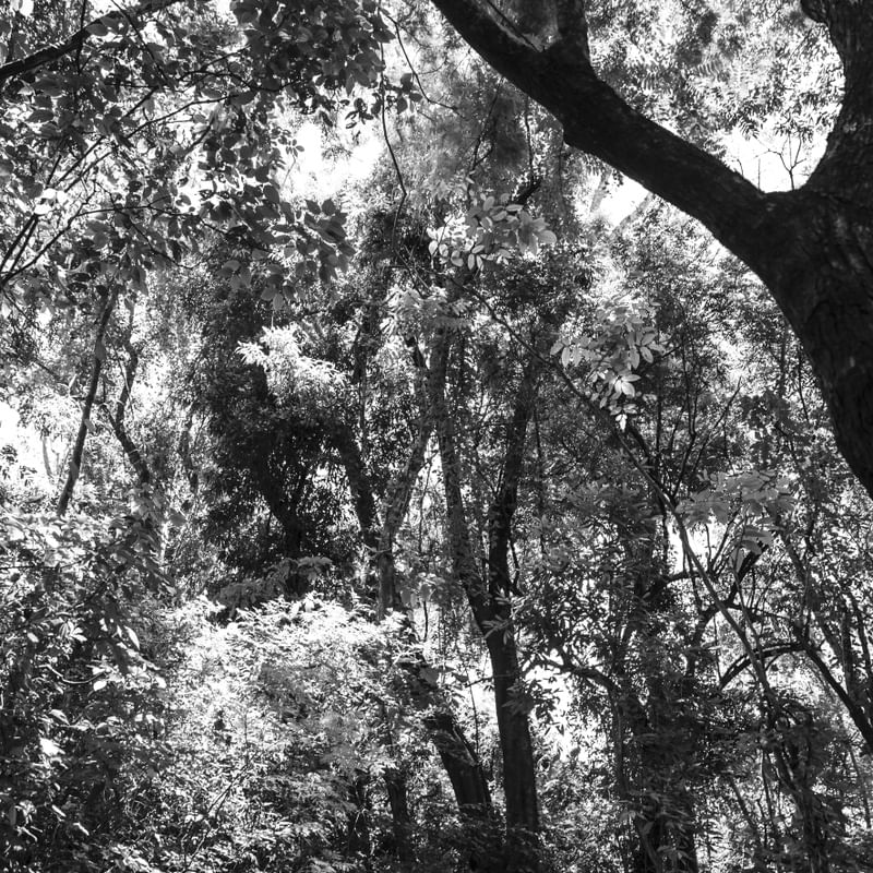PAISAGEM DA FLORESTA II